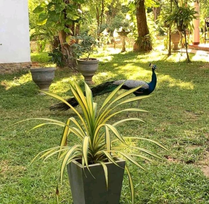 Bay Hill Guest House Tangalle Exterior photo