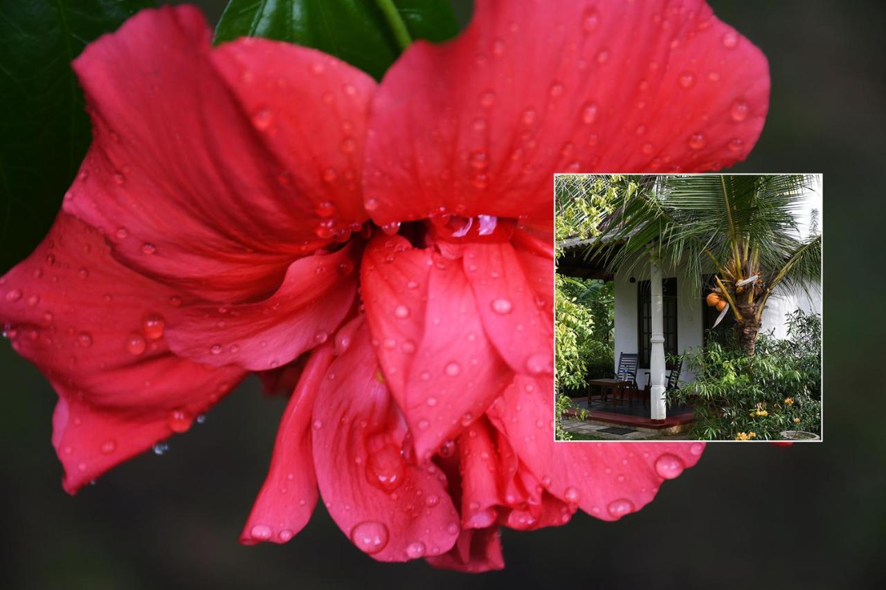 Bay Hill Guest House Tangalle Exterior photo